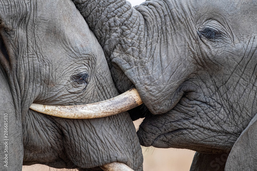 Photography elephant playing in kruger park south africa
