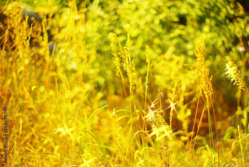 field of yellow flowers field of yellow flowers