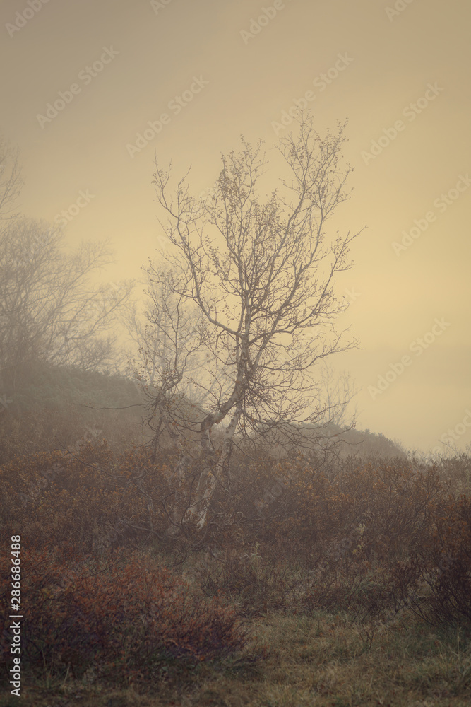 Landschaft,Natur,Morgenrot,Herbst,Nebel Landschaft,Natur,Morgenrot,Herbst,Nebel