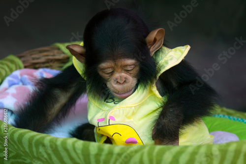 baby chimpanzee in the basket