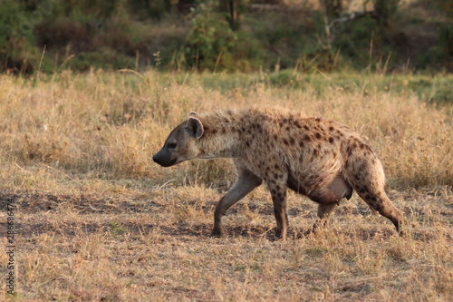 Female spotted hyena, Masai Mara National Park, Kenya.