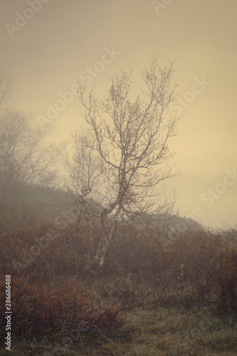 Landschaft,Natur,Morgenrot,Herbst,Nebel