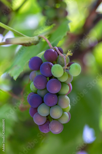 Bunch of grapes ripens against the background of grape leaves. Late grape varieties. Production of grape wine.