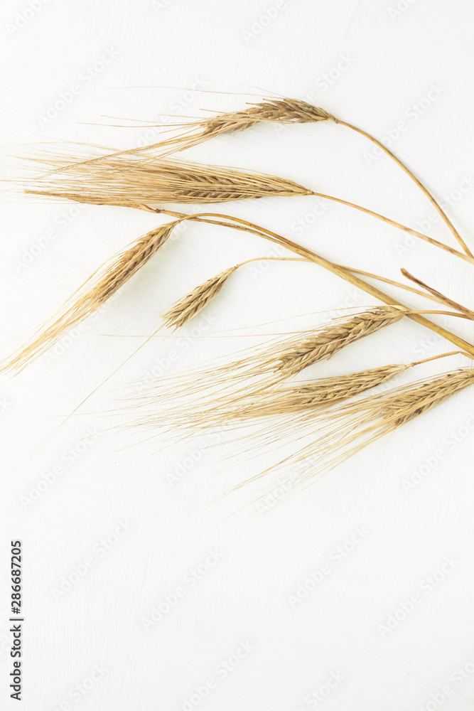 Wheat spikelets on a white background. Healthy eating, autumn harvest, bread baking. Wheat spikelets on a white background. Healthy eating, autumn harvest, bread baking.