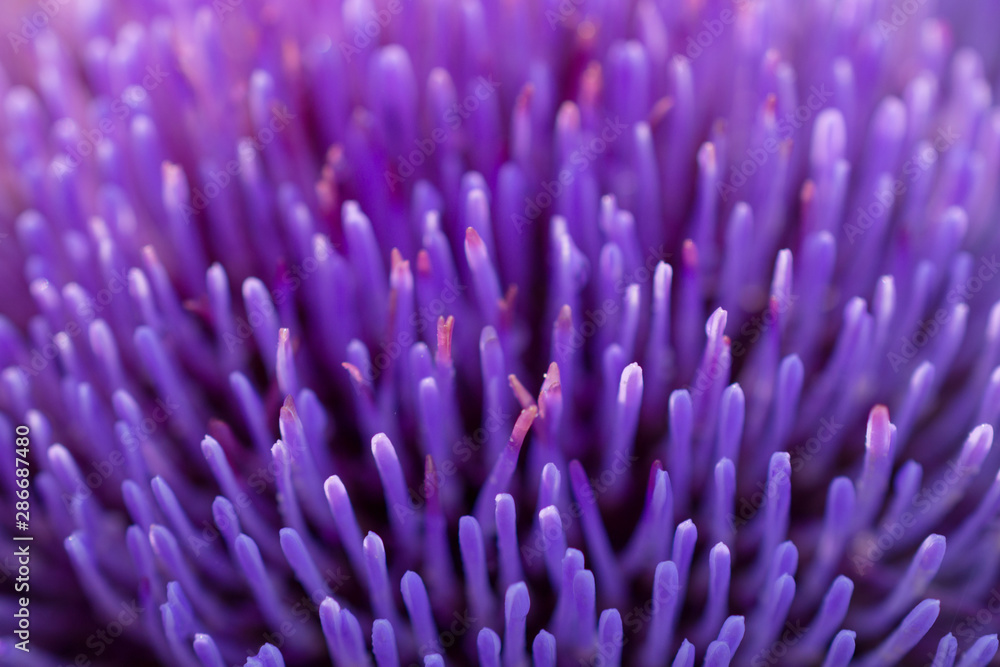 Blurred abstract background. Close-up petals of purple artichoke flower
