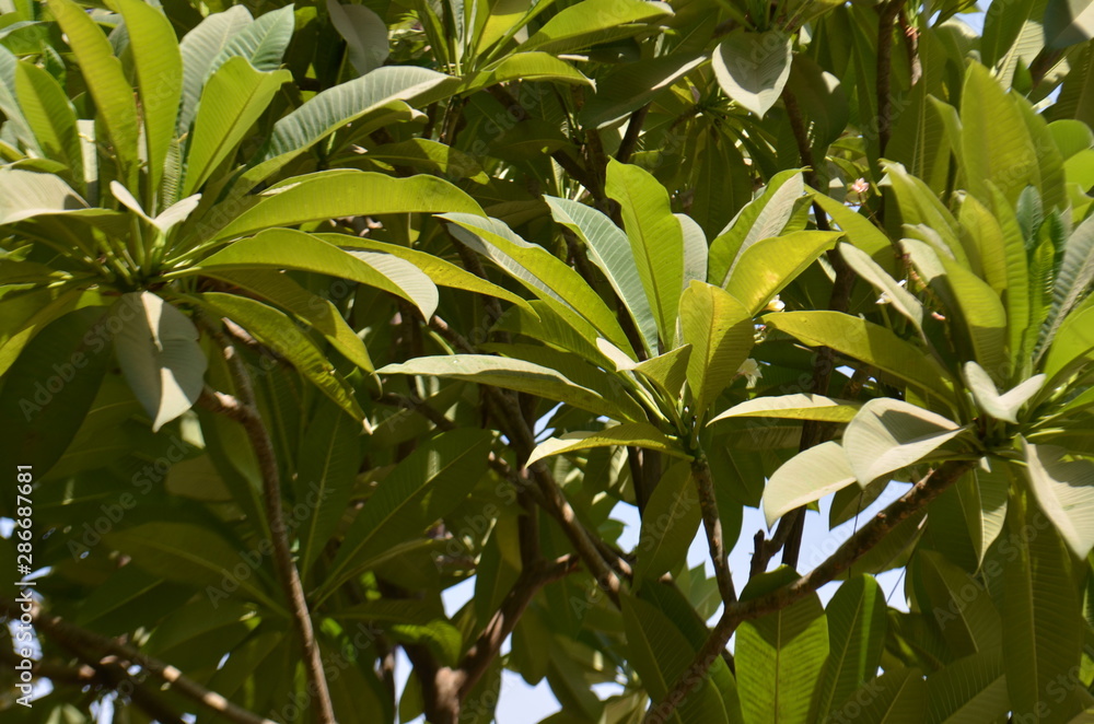 Obraz premium Summer Green