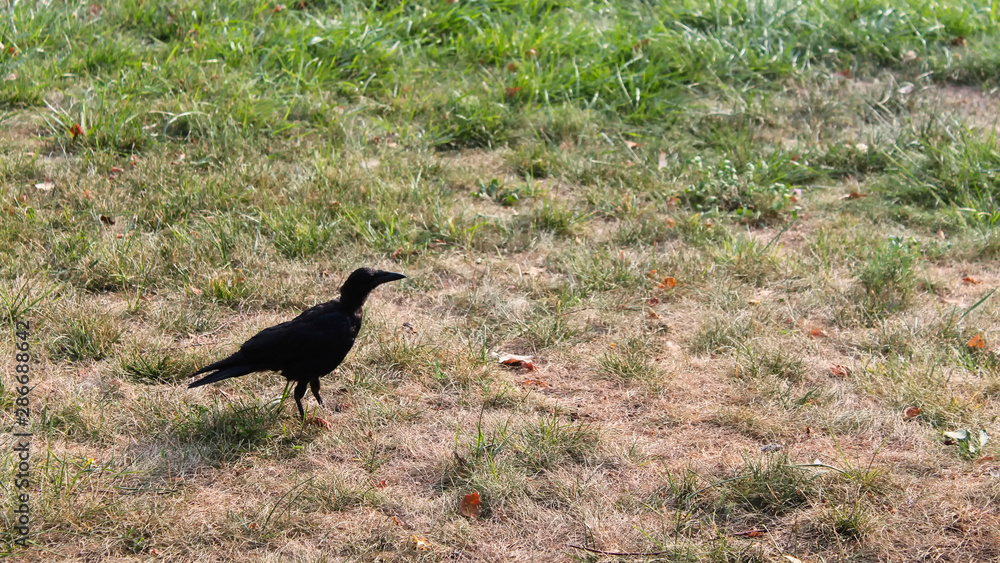 Green lawn. Crow on green lawn. Dry lawn. Green lawn. Crow on green lawn. Dry lawn.