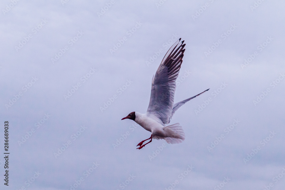 Fototapeta premium A seagull in flight with spread wings soars in the air