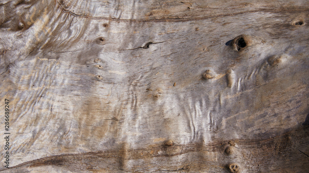 Naklejka premium dry tree trunk without bark
