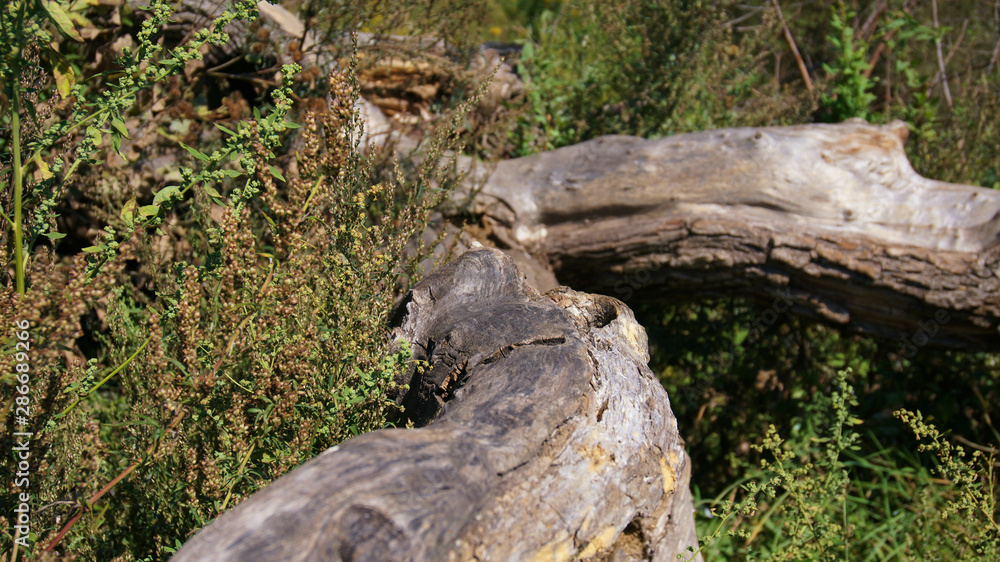 fallen dry tree among the grasses fallen dry tree among the grasses