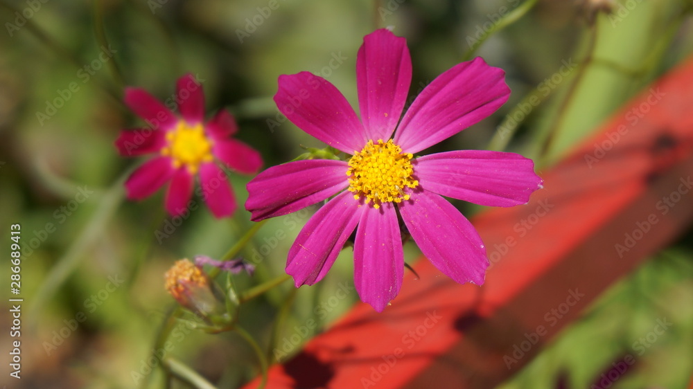 Obraz premium red flower (Cósmos) close-up