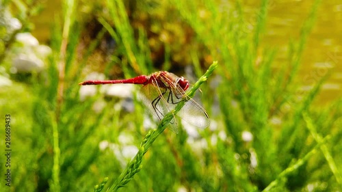 Close up video of a red meadowhawk dragonfly perching on a pond pine branch. Shot at 120 fps. photo