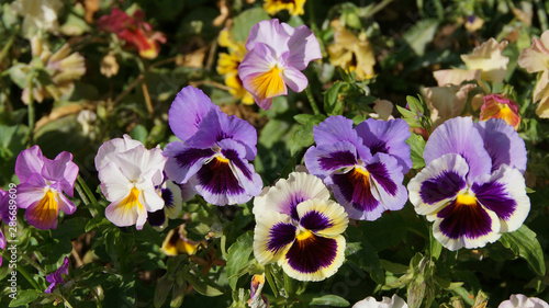 viola tricolor flower bed