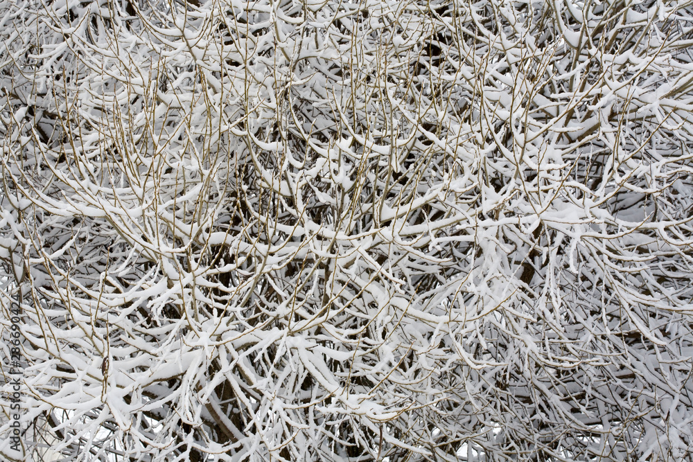 Crack willow branches covered with snow Crack willow branches covered with snow