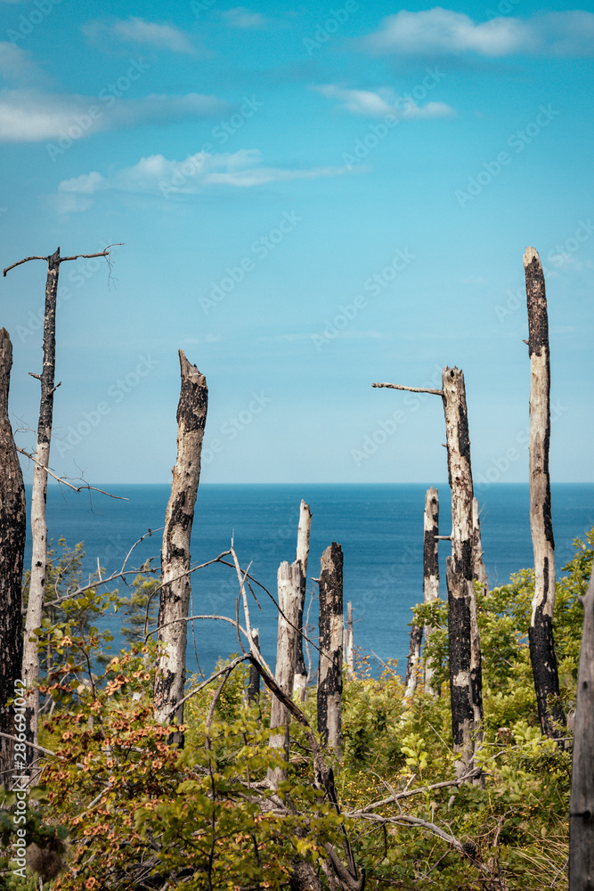 Woods after fire with sea horizon