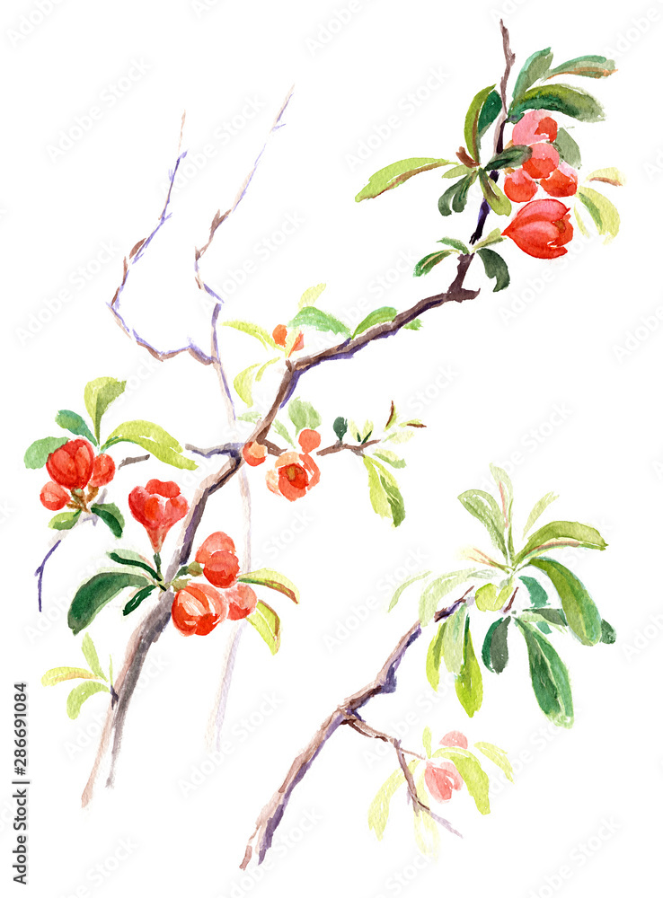 Watercolor on white: Japanese quince blossoms Watercolor on white: Japanese quince blossoms