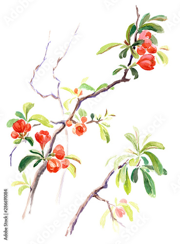 Watercolor on white: Japanese quince blossoms