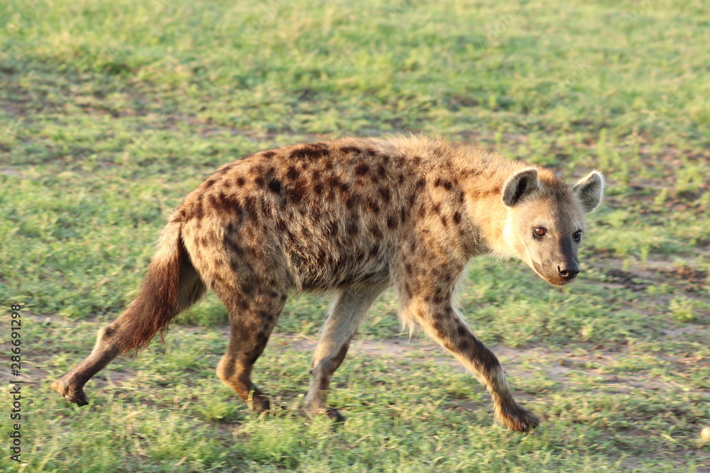 Spotted hyena walking, Masai Mara National Park, Kenya. Spotted hyena walking, Masai Mara National Park, Kenya.