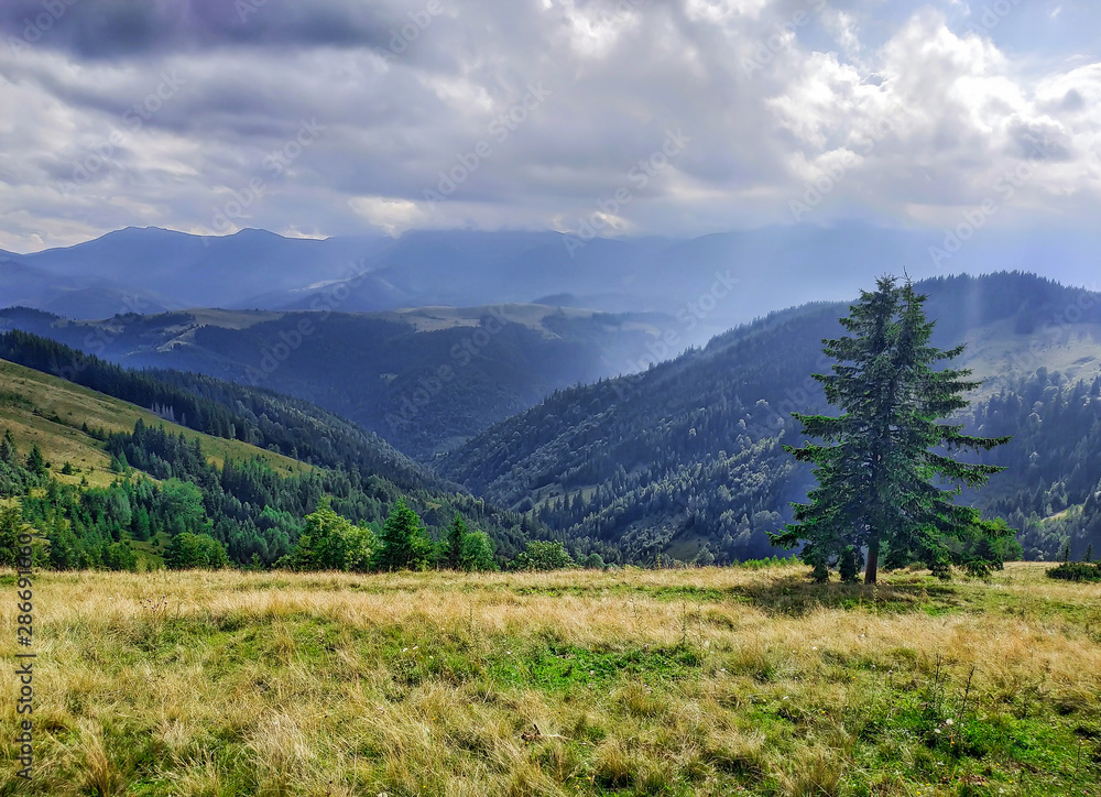 Beautiful landscape of mountains with beautiful sky and clouds and a lonely spruce in the Carpathians