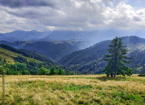 Beautiful landscape of mountains with beautiful sky and clouds and a lonely spruce in the Carpathians