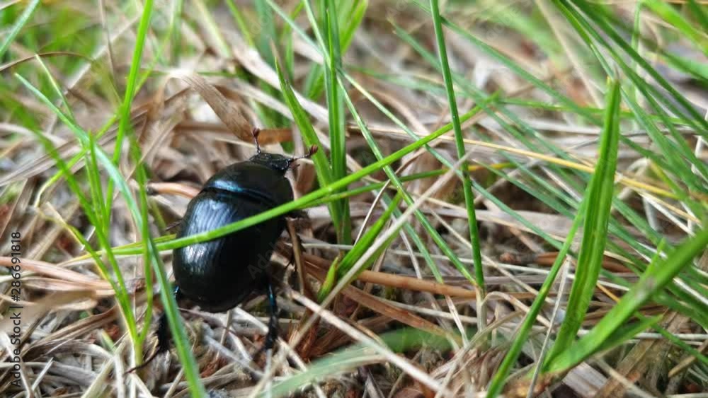 Black beetle on the grass. Forest beetle. Black beetle on the grass. Forest beetle.