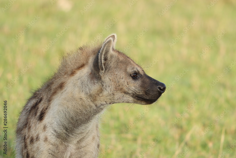 Spotted hyena face closeup, Masai Mara National Park, Kenya. Spotted hyena face closeup, Masai Mara National Park, Kenya.