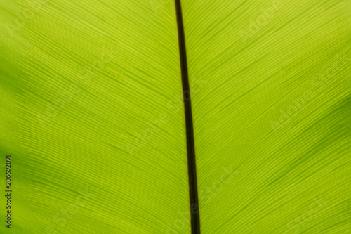 green empty space leaf tree for background texture