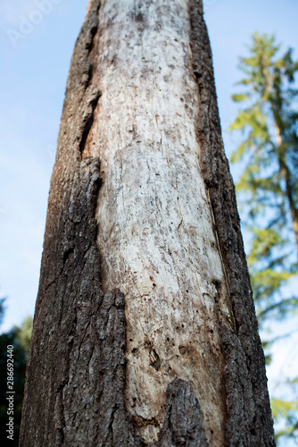 Bäume von Borkenkäfer befallen, Schädlinge und Trockenheit begünstigen Waldsterben