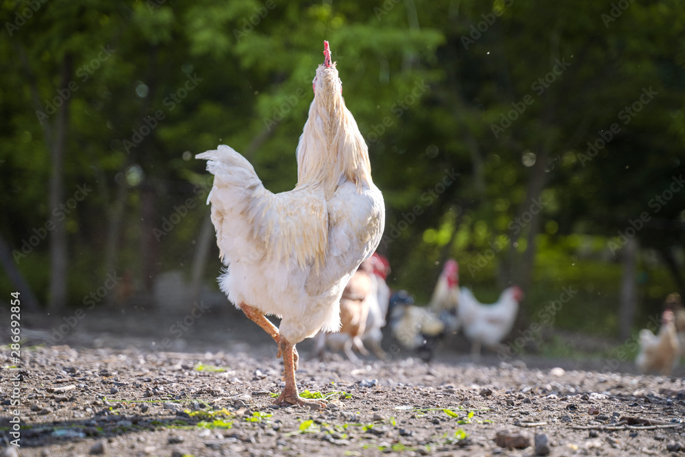 White chicken cock standing in stotny yard on the background of green trees in summer White chicken cock standing in stotny yard on the background of green trees in summer