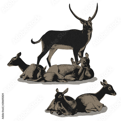 cartoon scene with koba lychee safari animal illustration for children