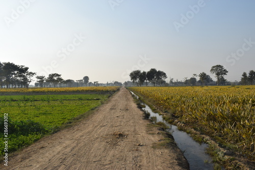 Muddy path between watercourse, turmeric fields, lucerne and Mustrad fields