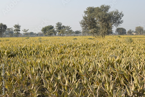 Turmeric fields 