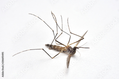 死んだ蚊 © 聡 足立