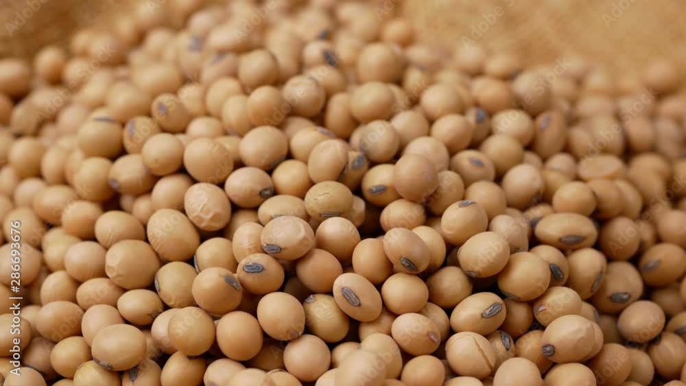 soybean beans close up,seeds food raw material,delicious dishes seed bean agricultural product soybean beans close up,seeds food raw material,delicious dishes seed bean agricultural product