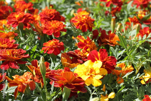 beautiful orange and yellow Tagetes or Marigold for colorful garden