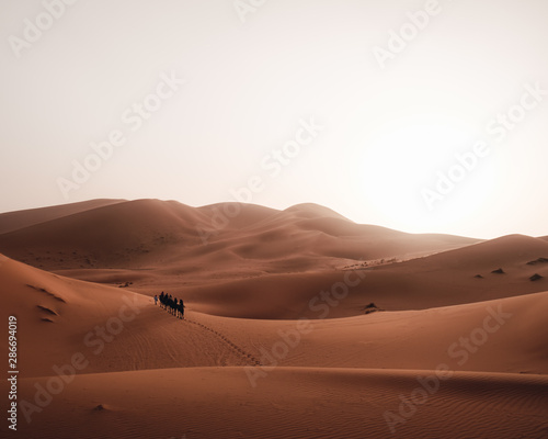 a group of camels riding through the Sahara desert at sunrise in Morocco