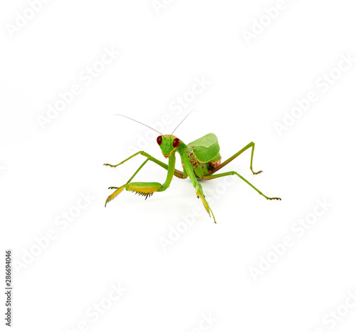 green mantis stands on a white background