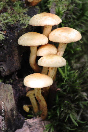 A group of tiny wild mushrooms grow