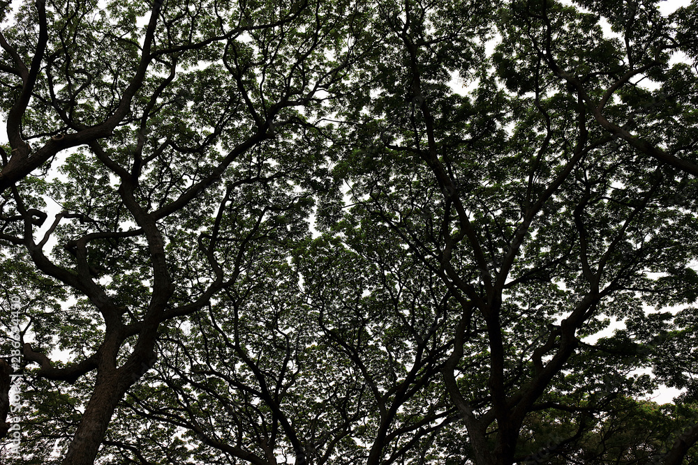 The shade of a large tree 3