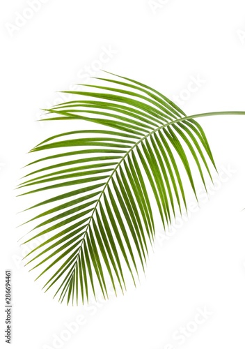 Coconut palm leaves