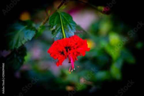 red flower on black background