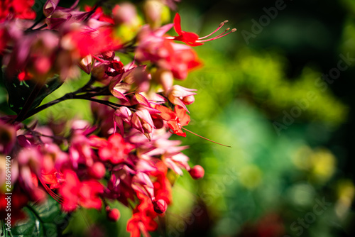 red berries of viburnum on a branch