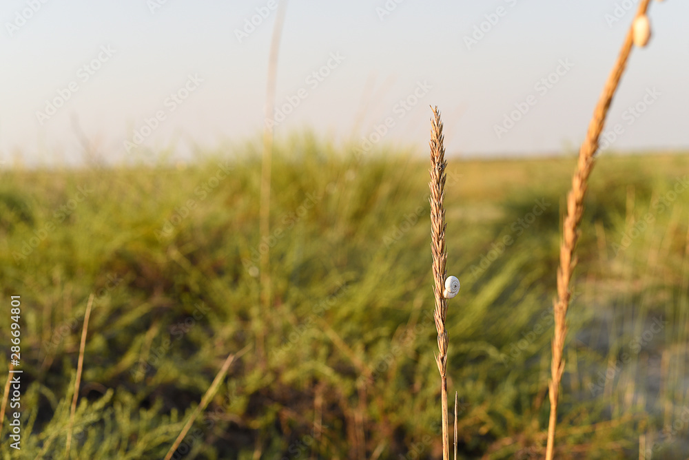 Fototapeta premium golden wheat field and sunny day. rye and snails