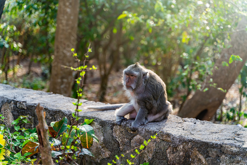 Uluwatu Temple Monkey  1
