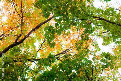 autumn tree texture, fall season