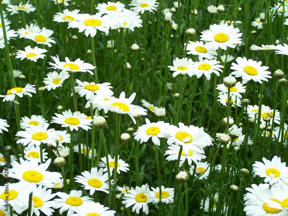 Fototapeta premium field of daisies