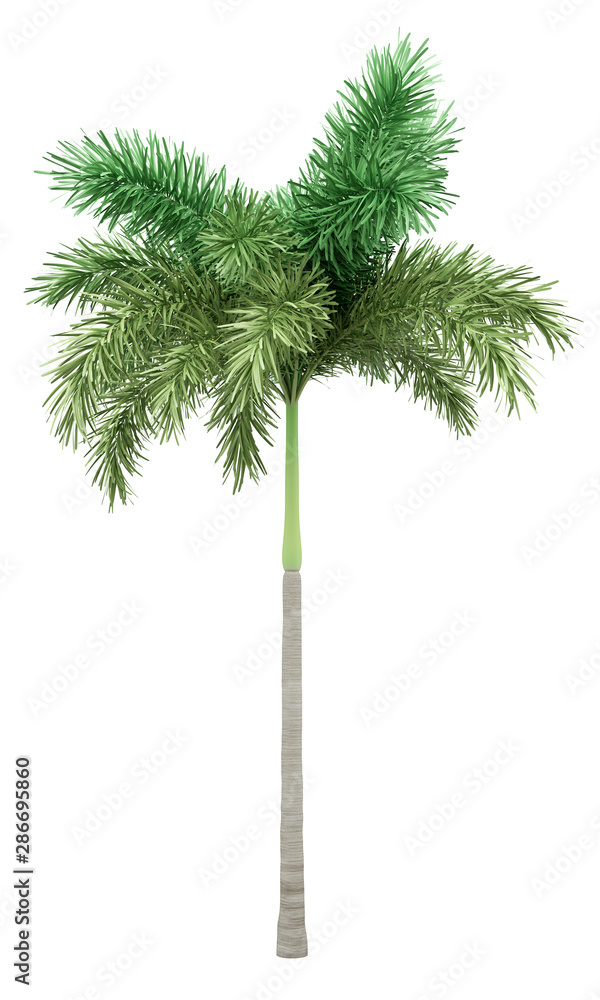 foxtail palm tree isolated on white background foxtail palm tree isolated on white background