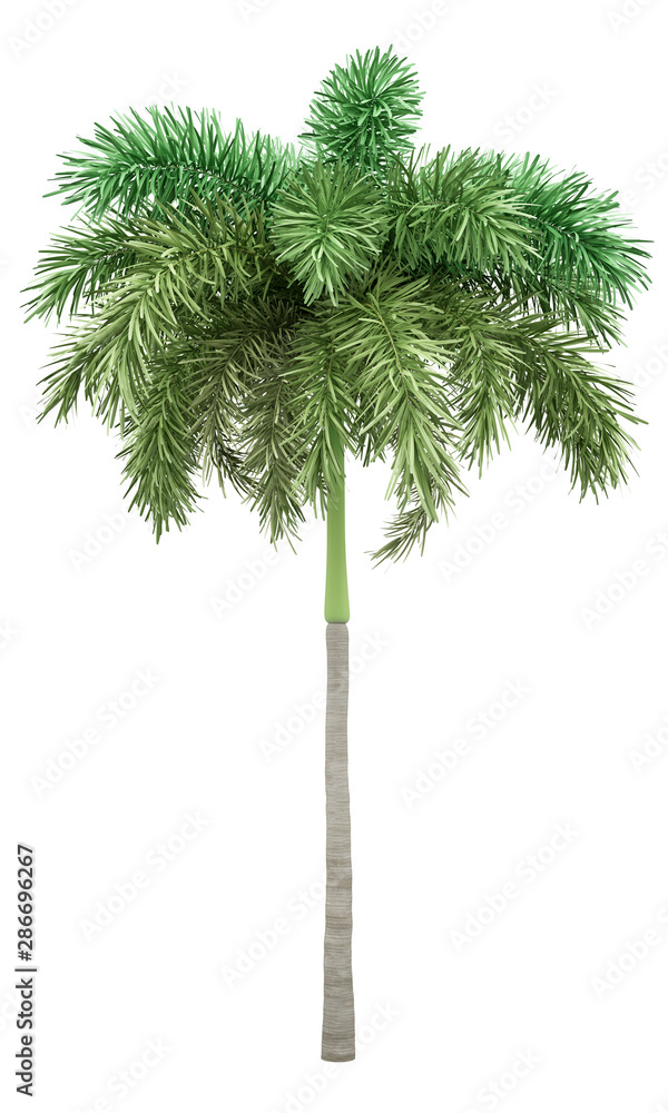 foxtail palm tree isolated on white background foxtail palm tree isolated on white background