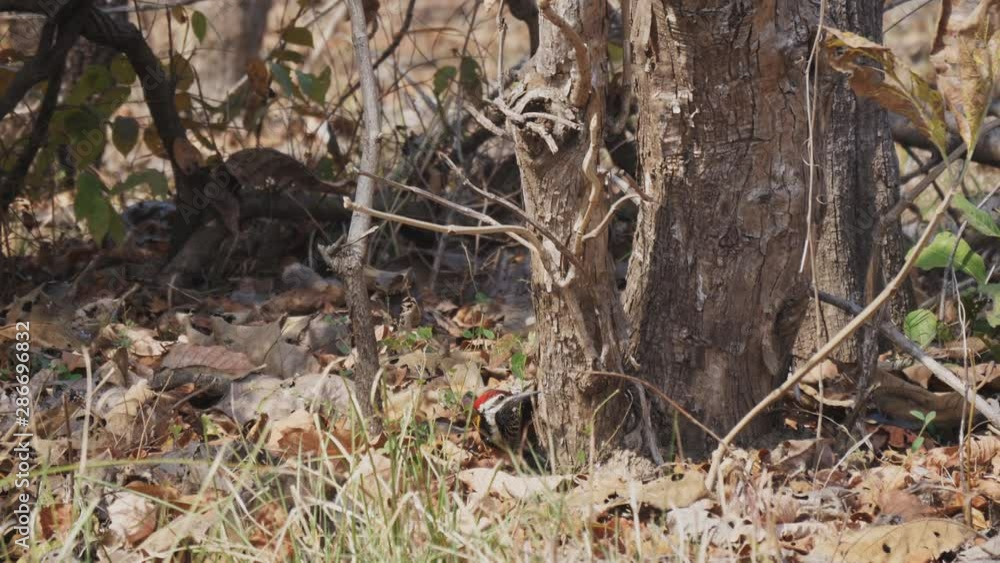 black-rumped flameback feeding at the base of a tree at tadoba andhari tiger reserve in india- 4K 60p black-rumped flameback feeding at the base of a tree at tadoba andhari tiger reserve in india- 4K 60p