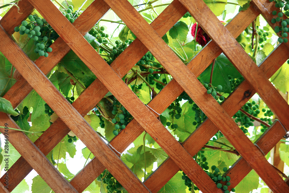 Wooden background, with green grapes. Arbor from a tree Wooden background, with green grapes. Arbor from a tree